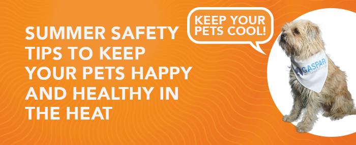 summer safety tips for pets