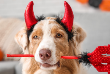 dog in halloween costume