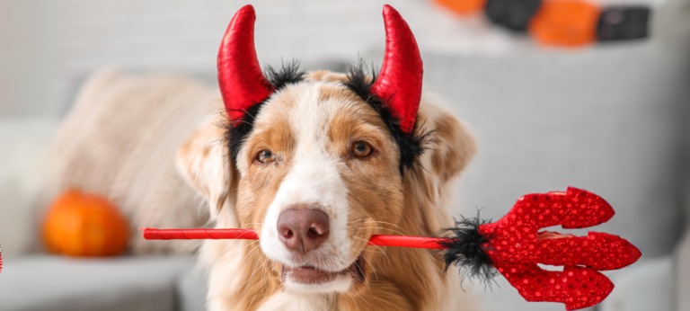 dog in halloween costume