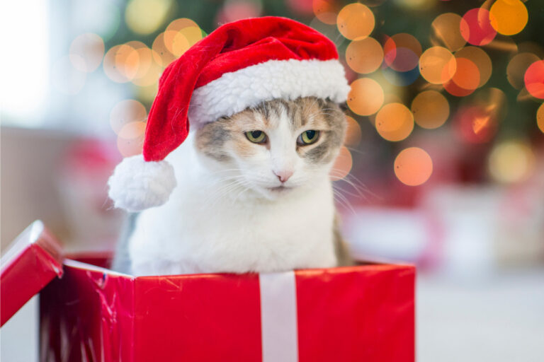 cat for christmas