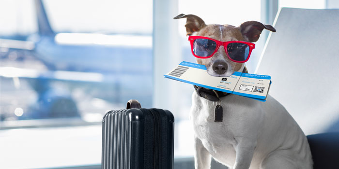 southwest airlines pet policy